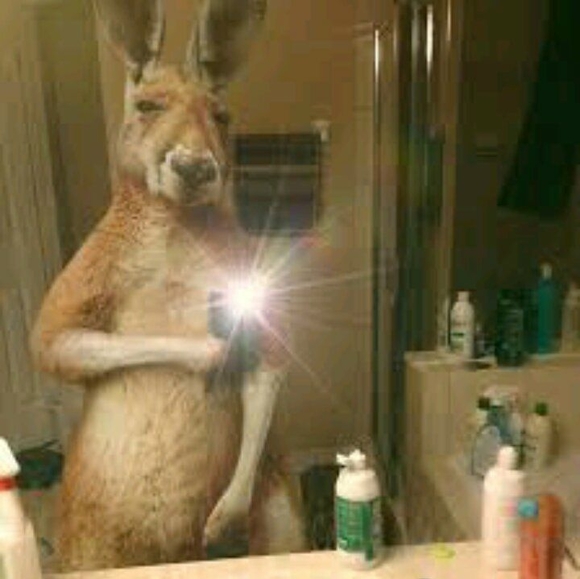 wilber1313